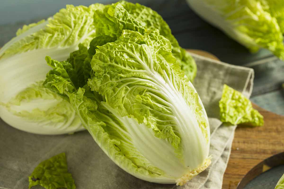 A close up horizontal image of freshly harvested napa cabbage.
