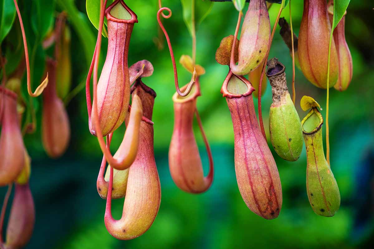 A close up horizontal image of bright red traps of tropical Nepenthes pitcher plants pictured on a soft focus background.