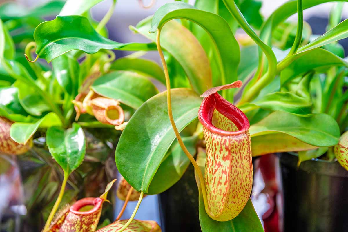 A close up horizontal image of potted Nepenthes growing indoors in bright light.