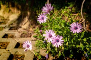 A close up horizontal image of light pink osteospermum flowers growing by the side of a walkway pictured in light filtered sunshine.