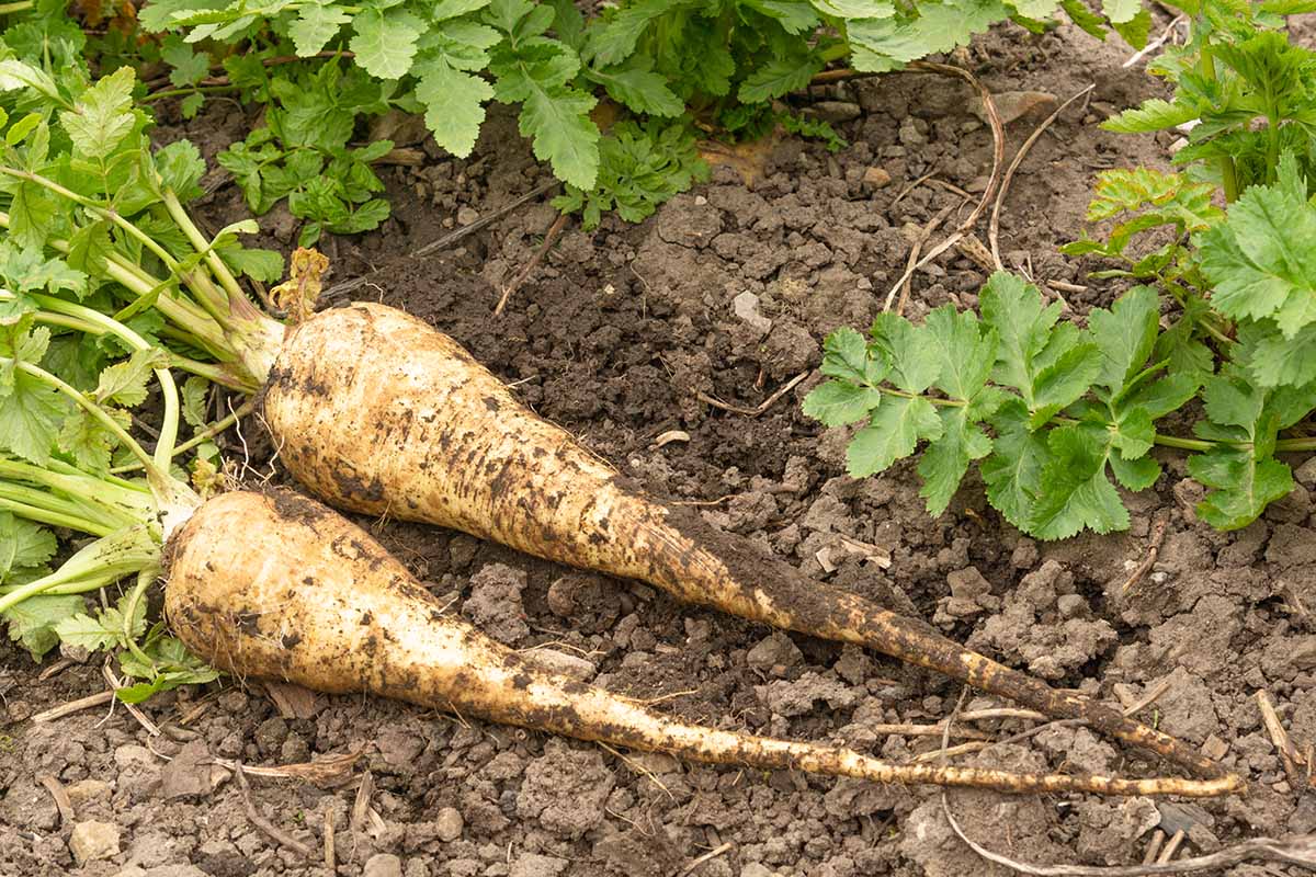 A close up horizontal image of two freshly dug parsnips on the ground in the garden.