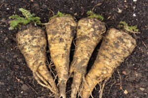 A close up horizontal image of freshly harvested parsnips set on the surface of the soil.