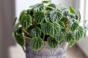 A horizontal image of a peperomia plant growing in a ceramic pot indoors.