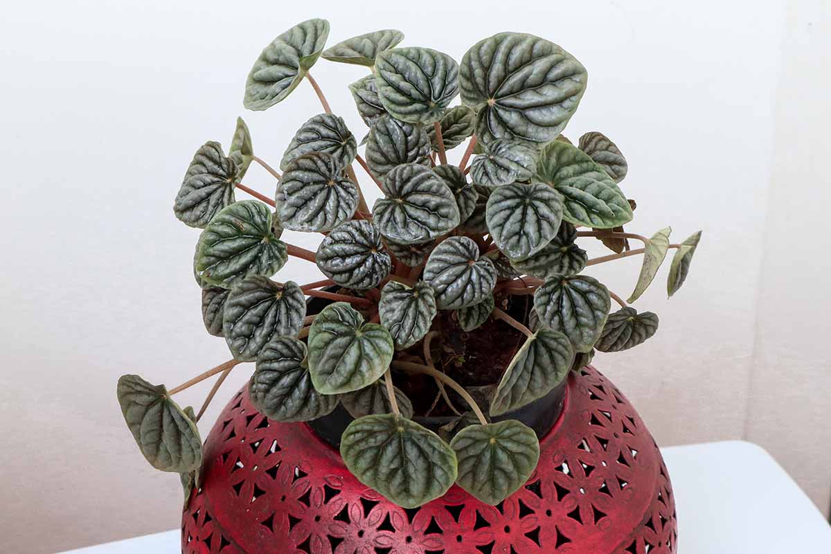 A close up horizontal image of a radiator plant growing in a decorative red pot pictured on a soft focus background.