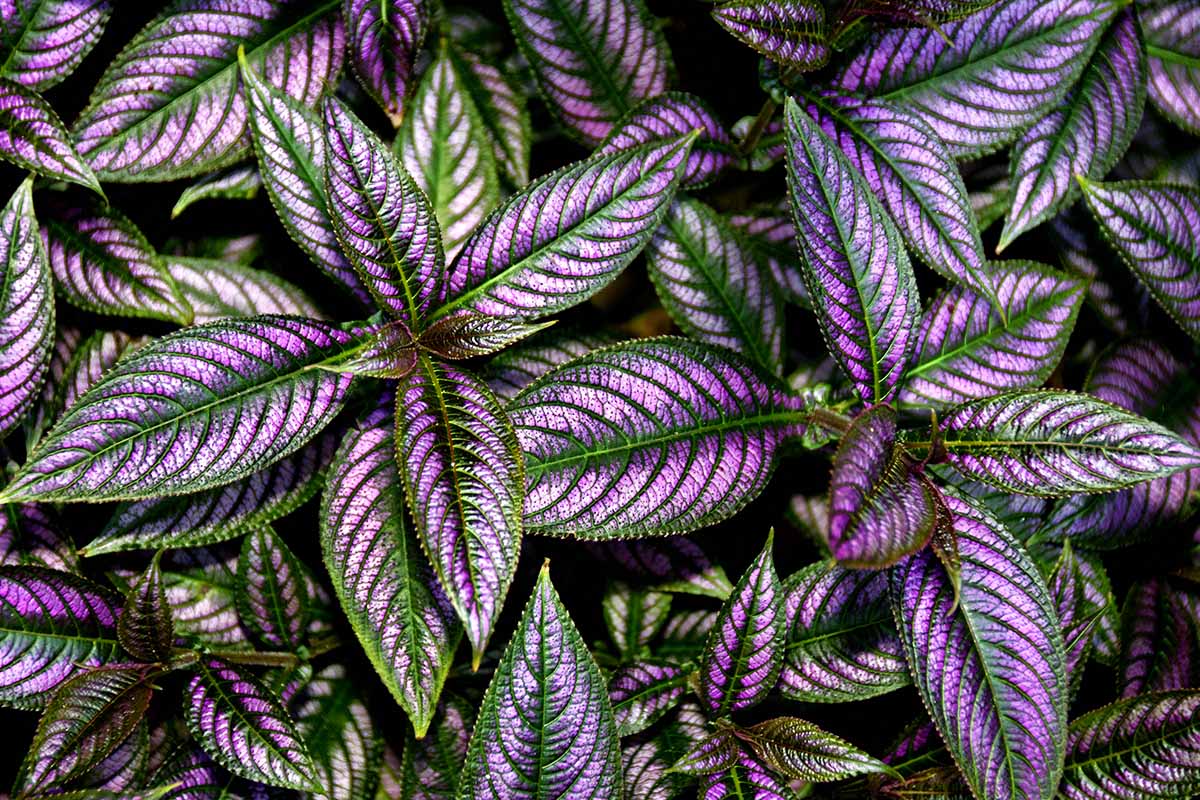 A close up horizontal image of Persian shield plants growing in the garden pictured on a soft focus background.