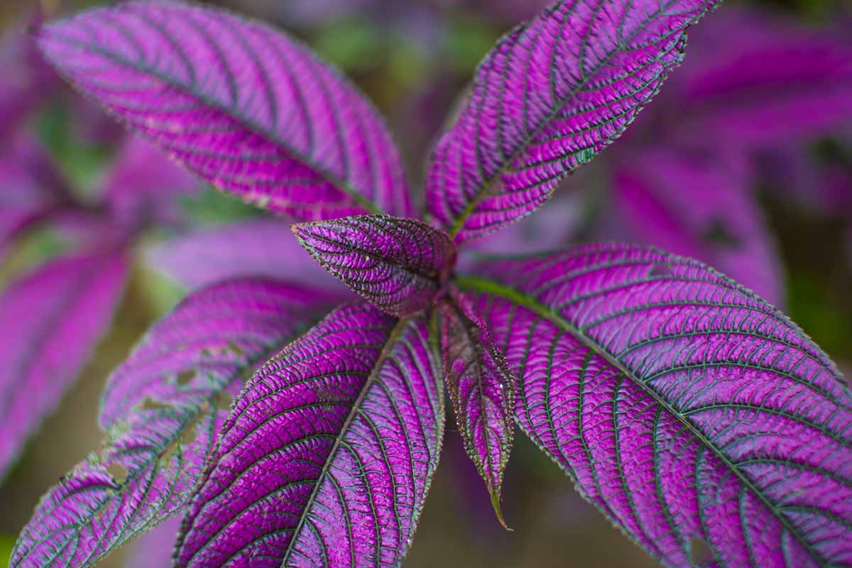 A close up horizontal image of vibrant purple foliage of the Persian shield plant pictured on a soft focus background.