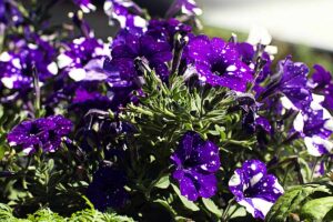 A close up horizontal image of purple and white bicolored petunia flowers pictured in bright sunshine.