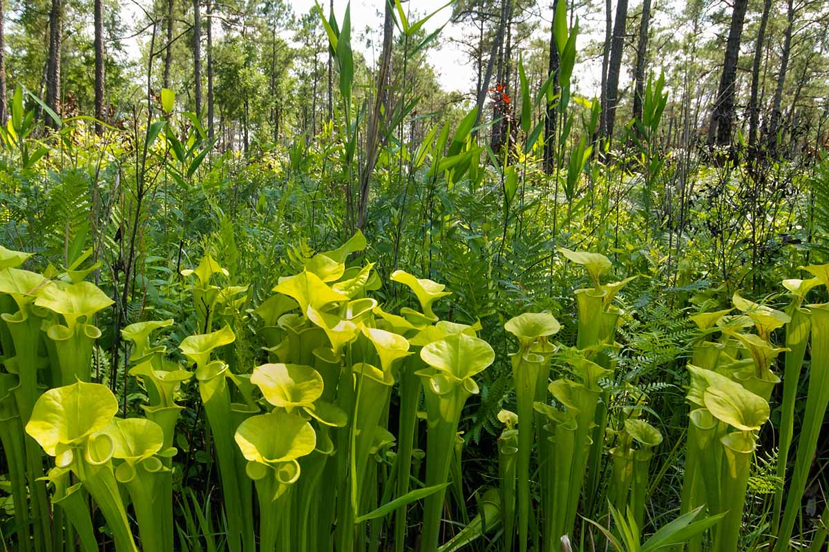 A horizontal image of pitcher plants growing outdoors in a forest location.