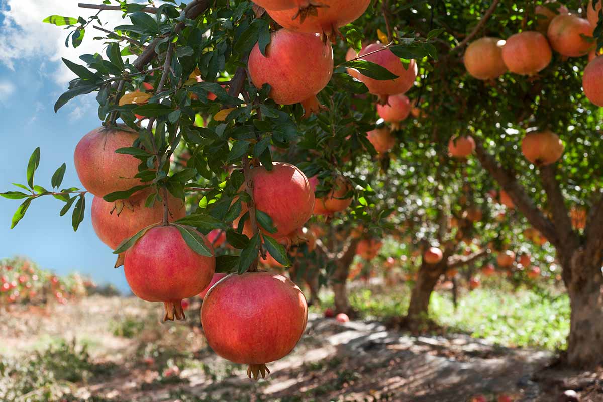 Pomegranate Tree Pomegranates Doing Well This Year In New Jersey 