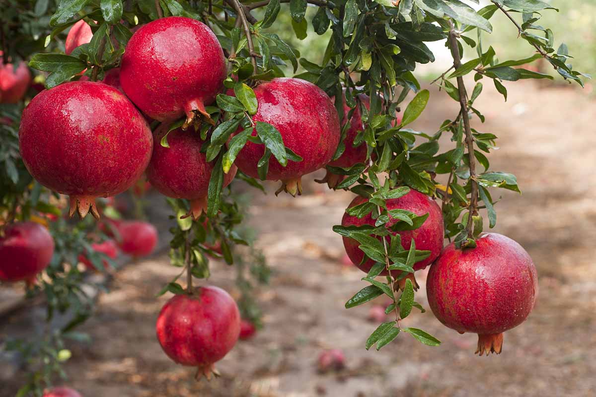 A close up horizontal image of ripe red pomegranates ready for harvest pictured on a soft focus background.