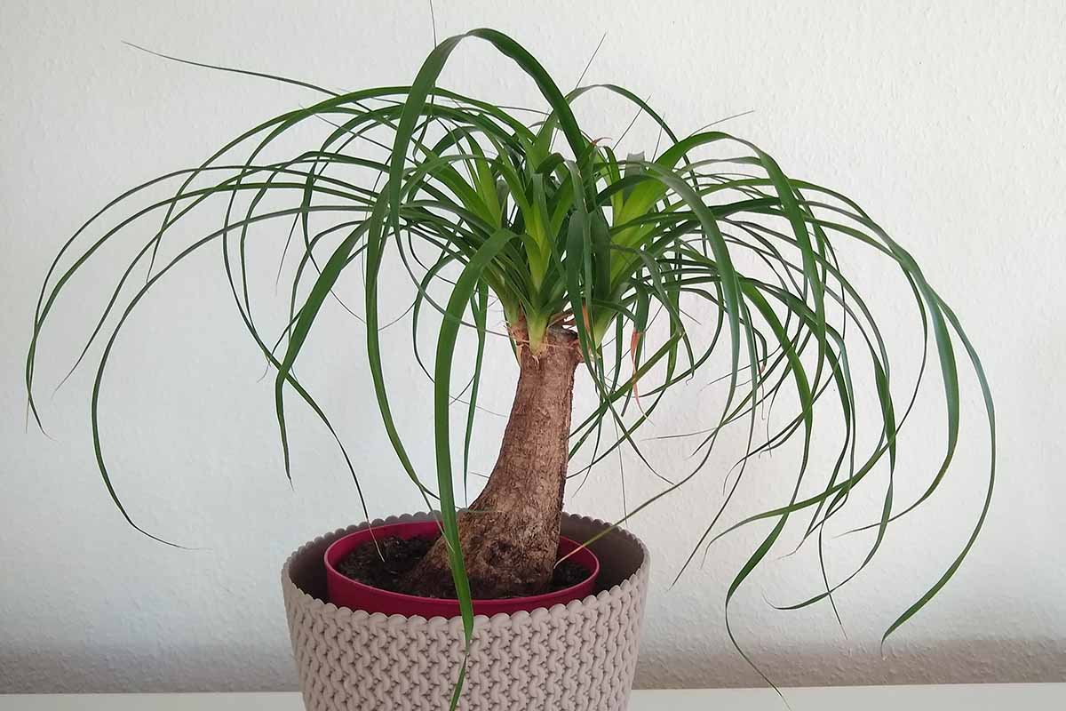 A close up horizontal image of a ponytail palm growing in a pot indoors.