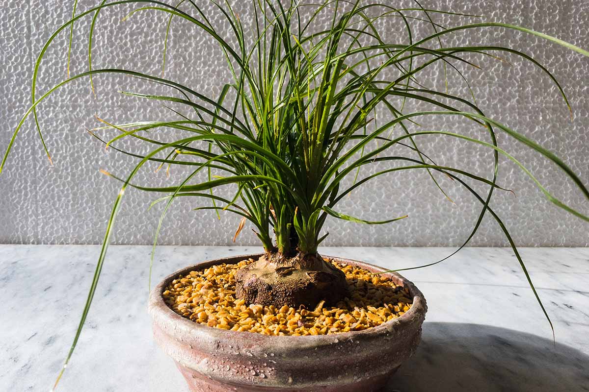 A close up horizontal image of a small ponytail palm growing indoors in a terra cotta pot.