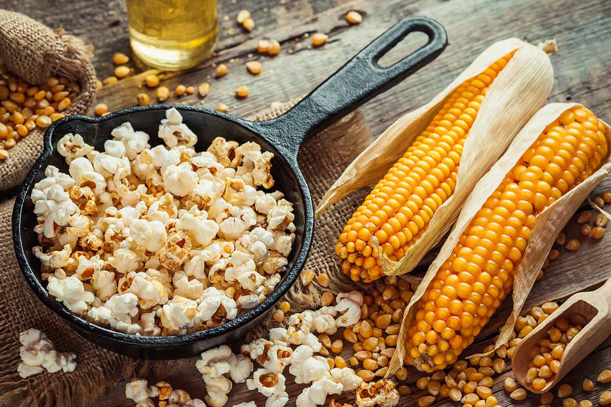 A close up horizontal image of a cast iron pan with freshly popped popcorn with kernels and cobs to the right of the frame.