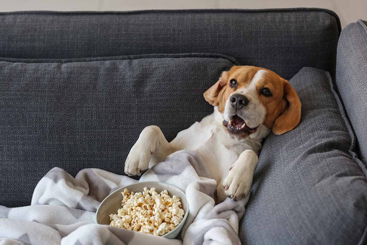 A close up horizontal image of a small dog sitting on a couch covered in a blanket with a bowl of popcorn on its lap.