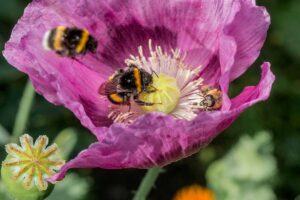 A close up horizontal image of a purple poppy with bees feeding, pictured on a soft focus background.