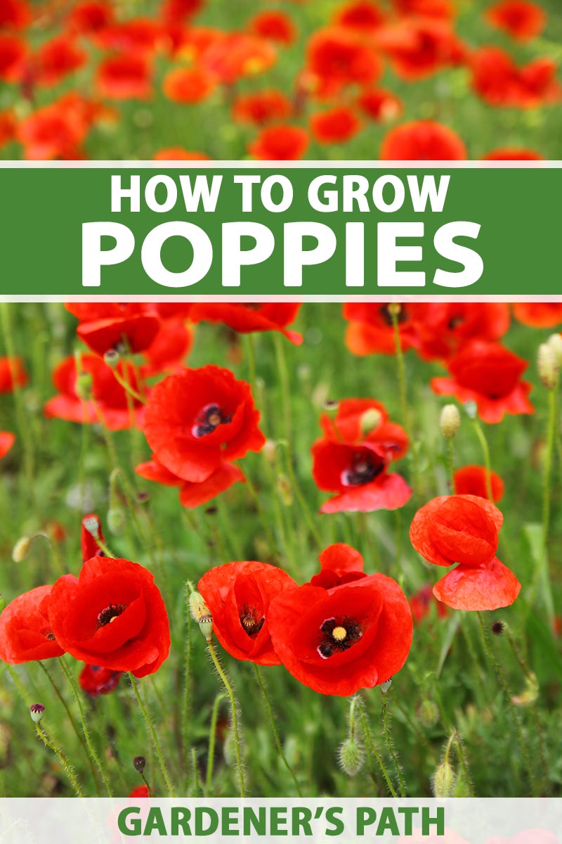 A vertical image of bright red poppies growing in a meadow. To the top and bottom of the frame is green and white printed text.