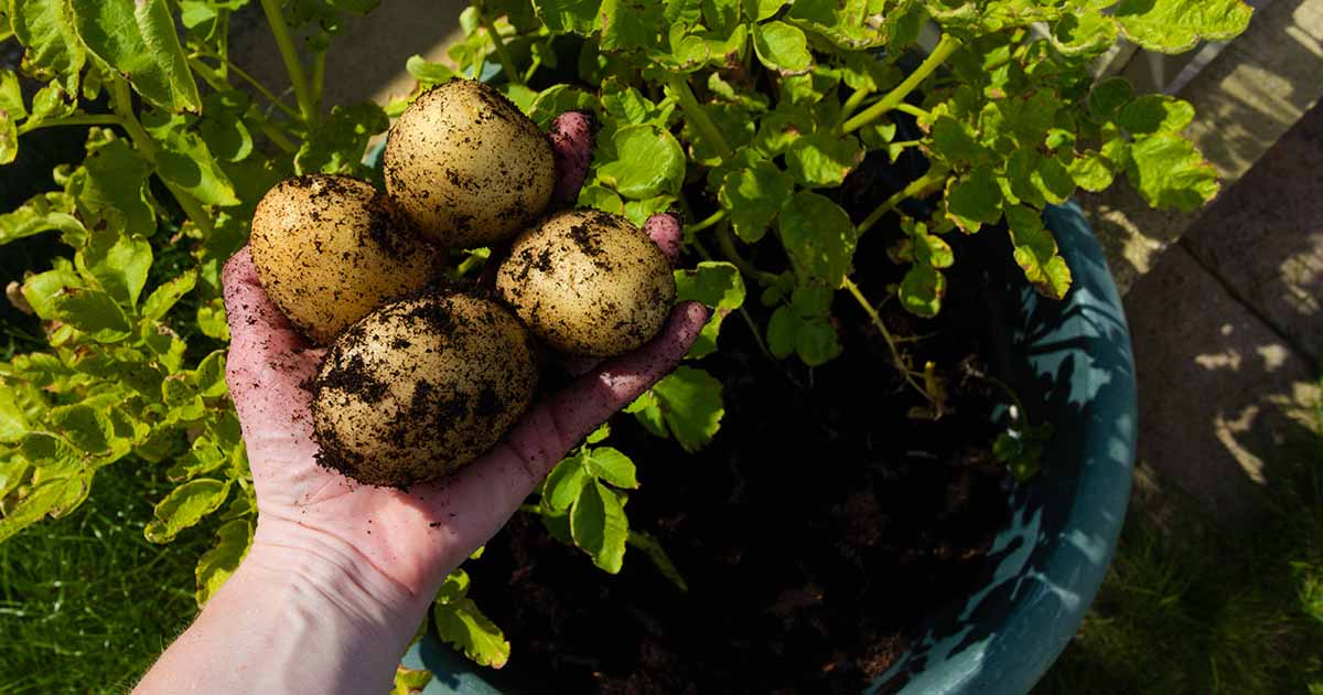 https://gardenerspath.com/wp-content/uploads/2022/03/How-to-Grow-Potatoes-in-Containers-FB.jpg