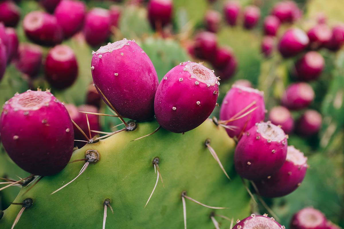 A close up horizontal image of prickly pear fruit ready for harvest.