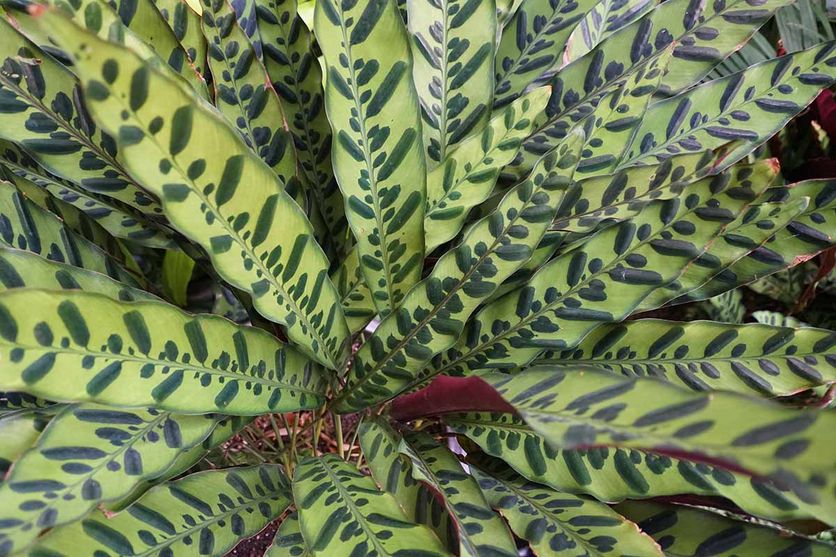 A close up horizontal image of the foliage of a large rattlesnake plant.