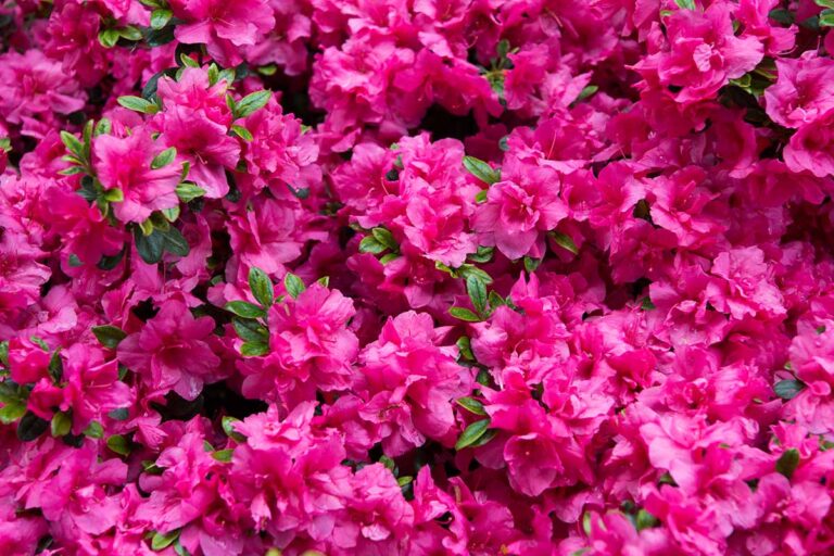 How To Grow Rhododendrons Feature 768x512 