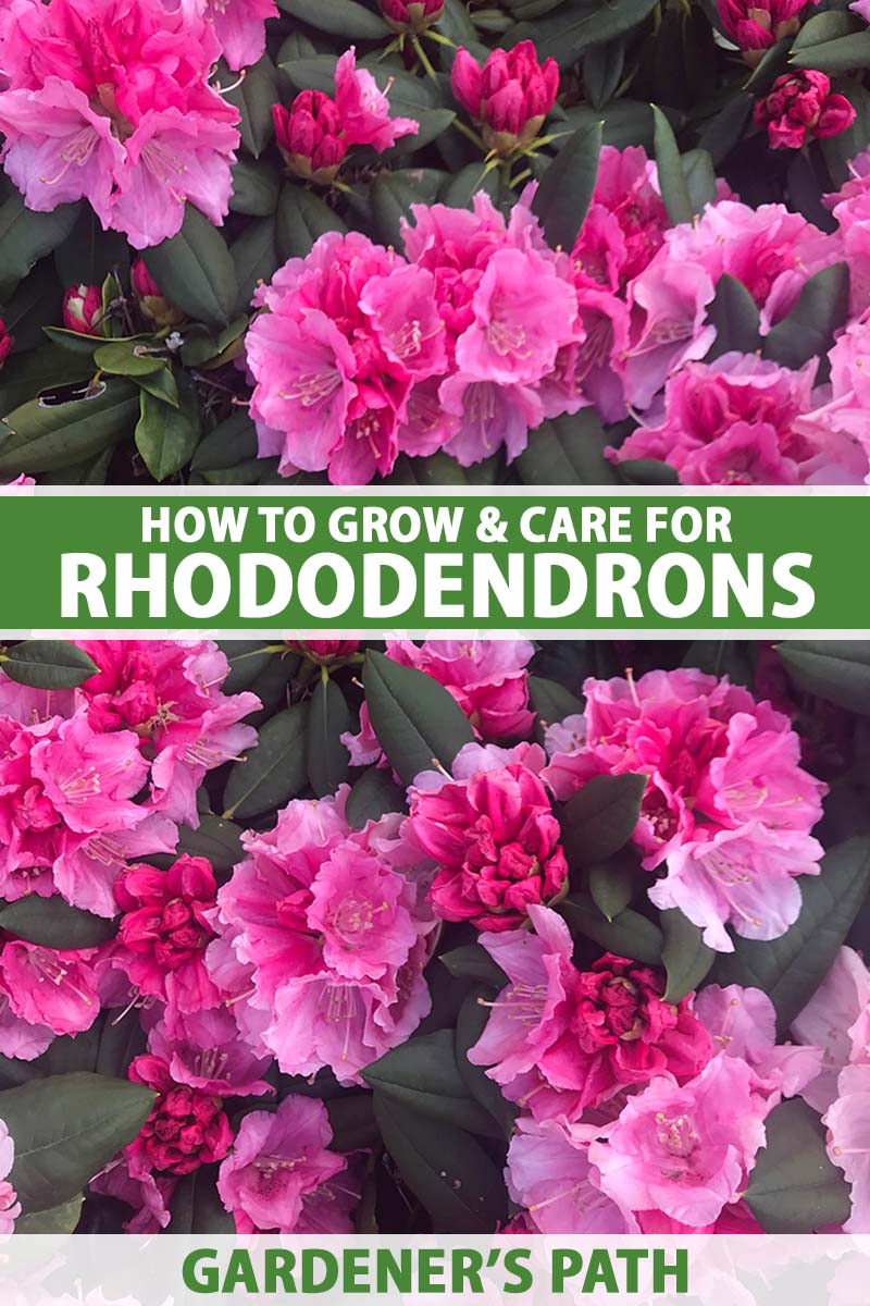 A close up vertical image of bright pink rhododendrons growing in the garden. To the center and bottom of the frame is green and white printed text.