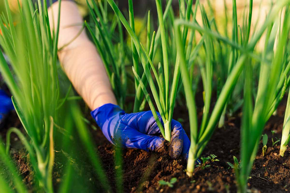 A close up horizontal image of a hand from the top of the frame wearing a blue glove and harvesting scallions from the garden.