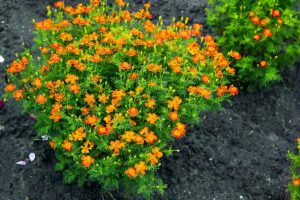 A close up horizontal image of a clump of signet marigolds (Tagetes tenuifolia) growing in a garden border.