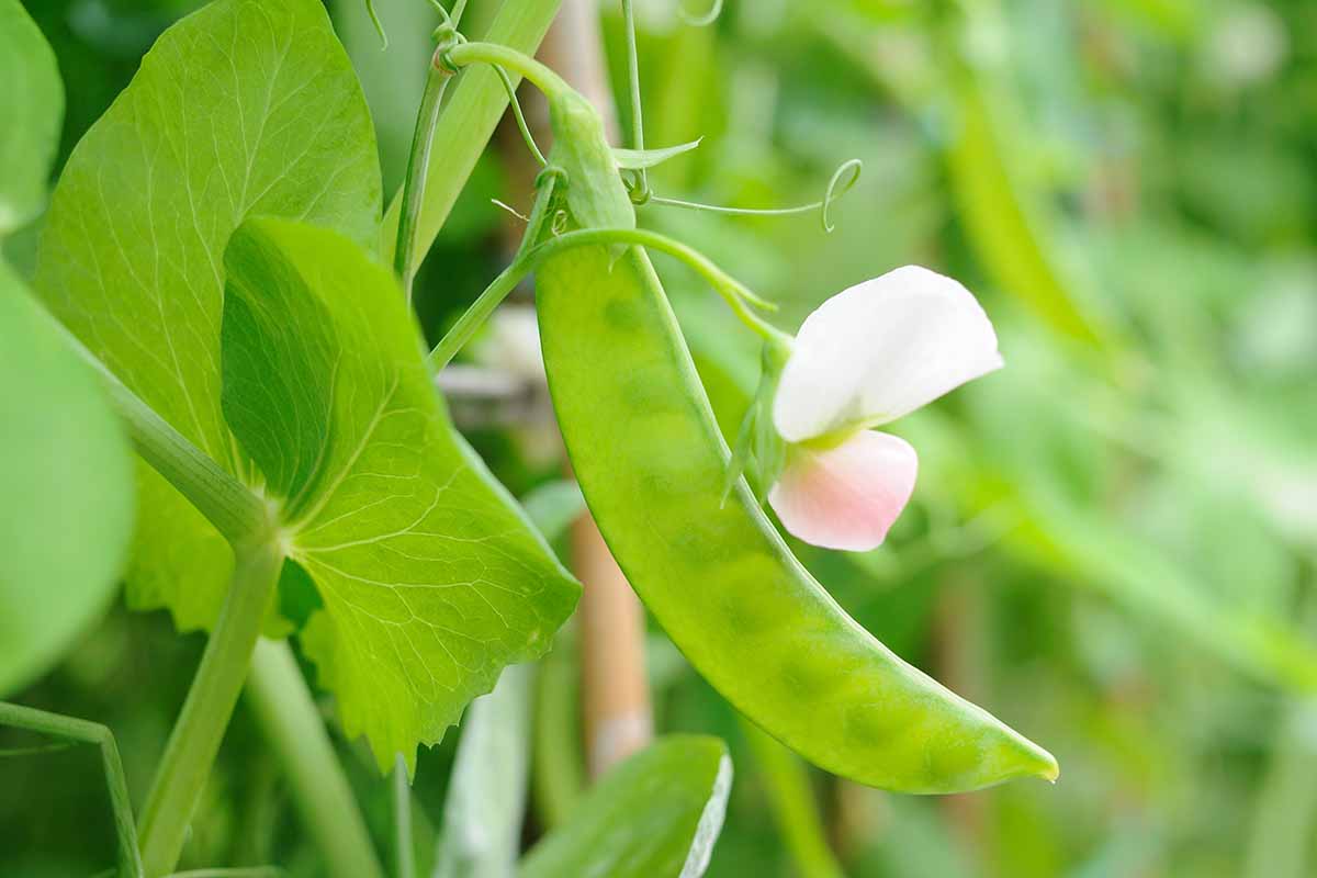 A close up horizontal image of snow peas in the garden pictured on a soft focus background.