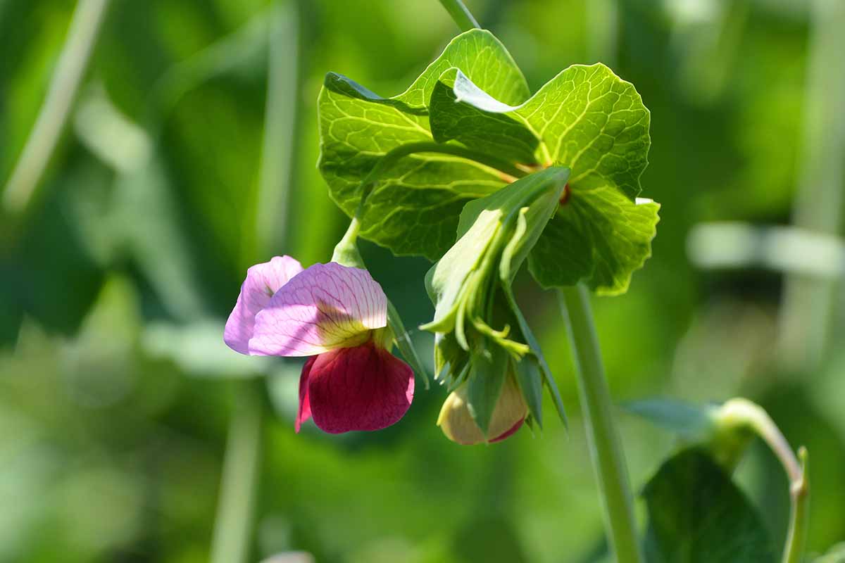 A close up horizontal image of a pink and purple snow pea flower pictured in bright sunshine on a soft focus background.