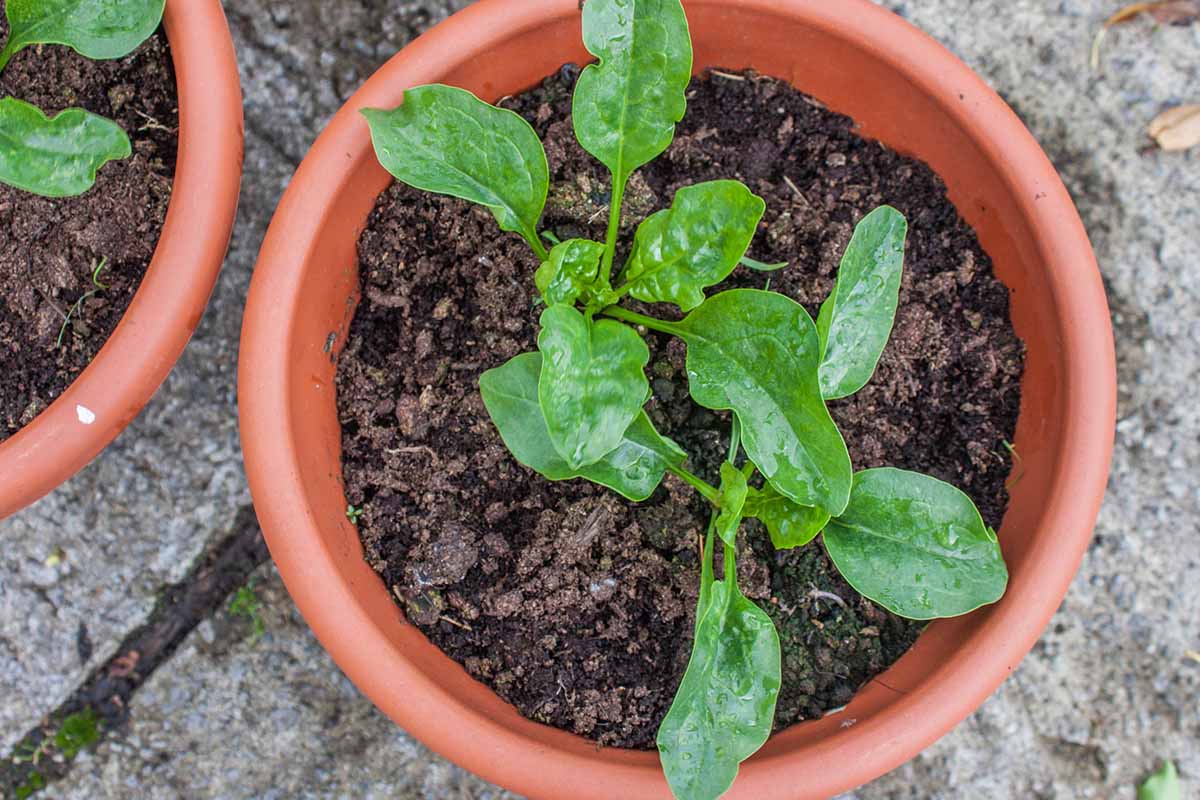 A close up top down image of a spinach plant growing in a terra cotta pot.