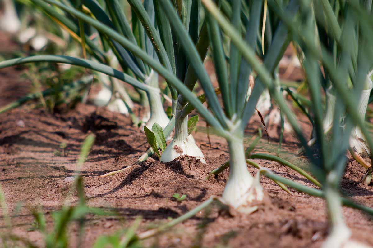 A close up horizontal image of rows of spring onions growing in the garden pictured in bright sunshine.