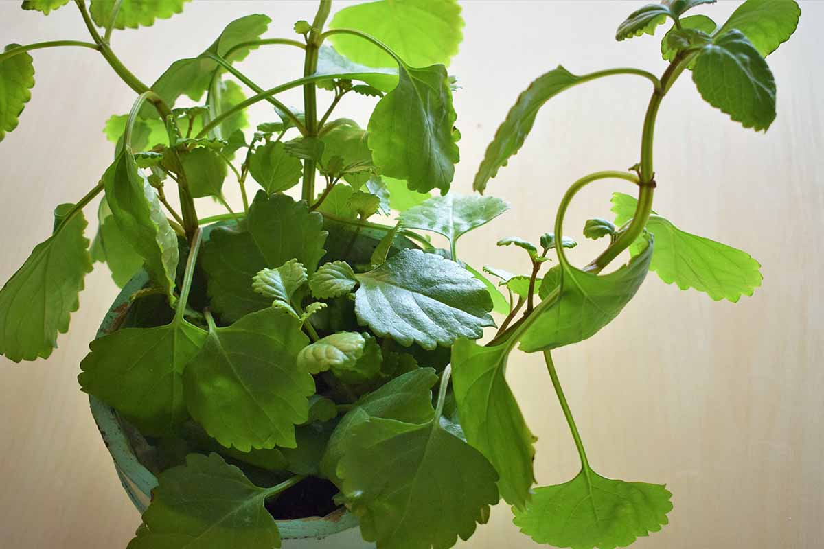 A close up horizontal image of a Swedish ivy plant growing in a pot indoors.