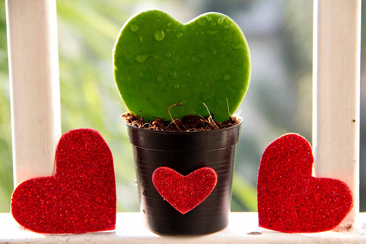 A close up horizontal image of a heart-shaped sweetheart hoya leaf cutting in a small black pot flanked by two red love hearts on a windowsill.
