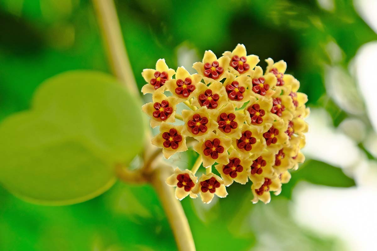 A close up horizontal image of a Hoya kerrii flower pictured on a soft focus background.