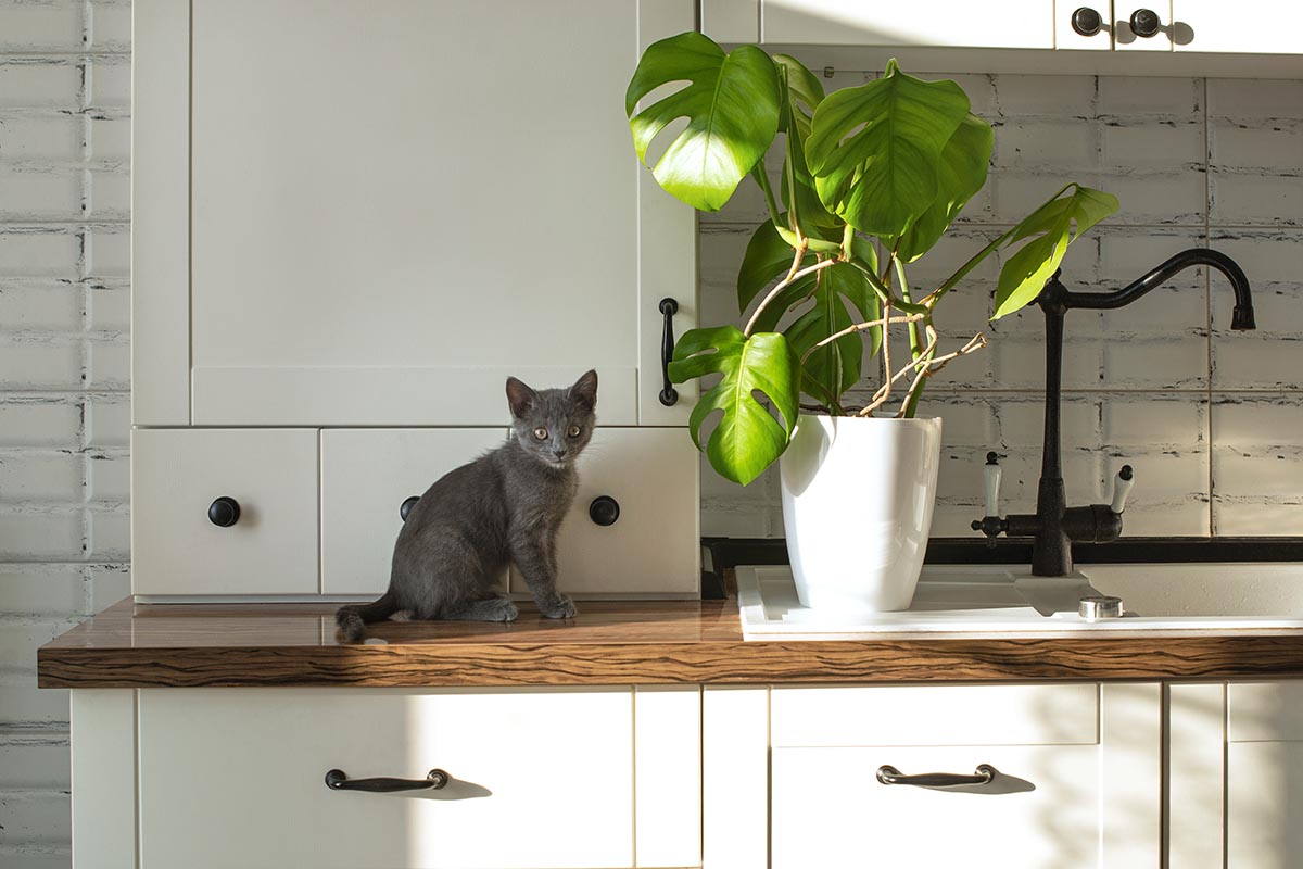 A close up horizontal image of a houseplant and a small gray cat on a kitchen countertop pictured in light filtered sunshine.