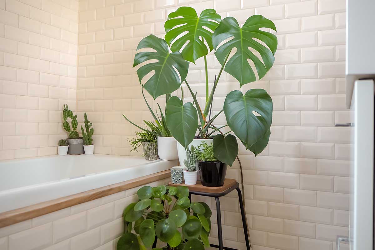 A close up horizontal image of a large monstera plant growing in a pot in a bathroom with subway tiles and other houseplants in the background.