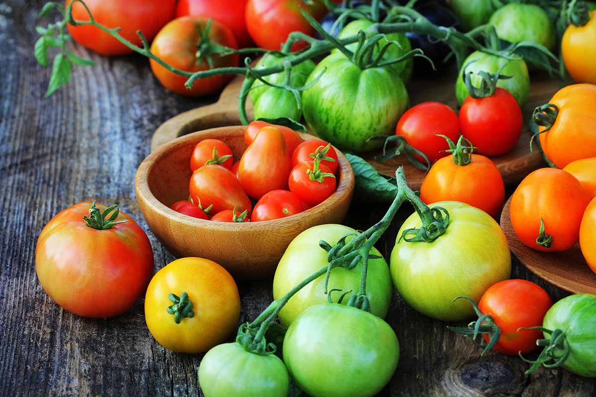 100 Finest Seeds PREMIER SEEDS DIRECT Tomato Cherry Roma