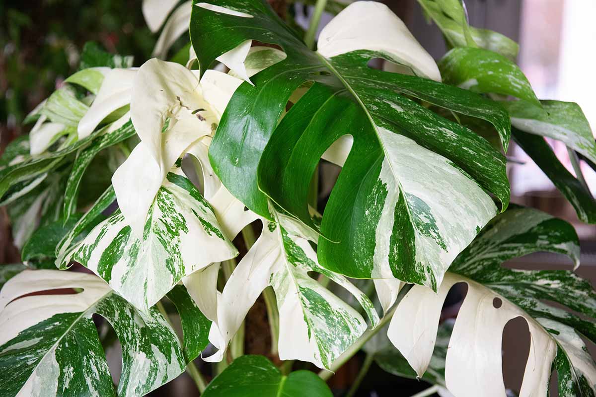 A close up horizontal image of Monstera deliciosa 'Variegata' with fenestrated green and white leaves.