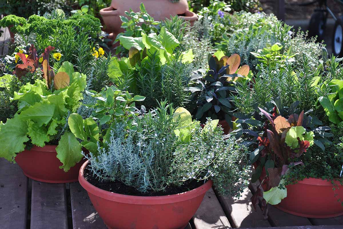 A close up horizontal image of vegetables and herbs growing in containers on a wooden deck.
