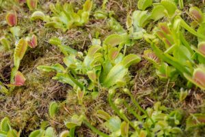 A horizontal image of venus flytrap plants growing outdoors in a carnivorous plant garden.