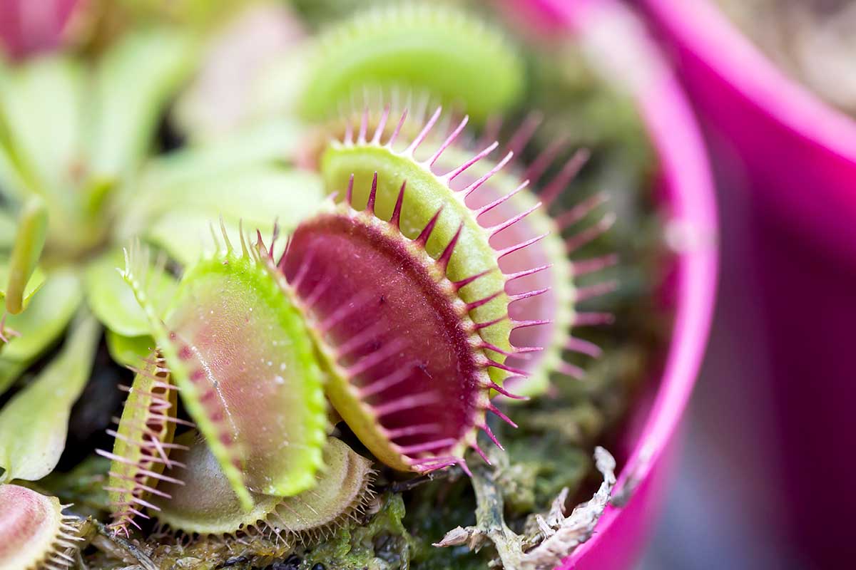 A close up horizontal image of a Venus flytrap plant growing in a pink container.