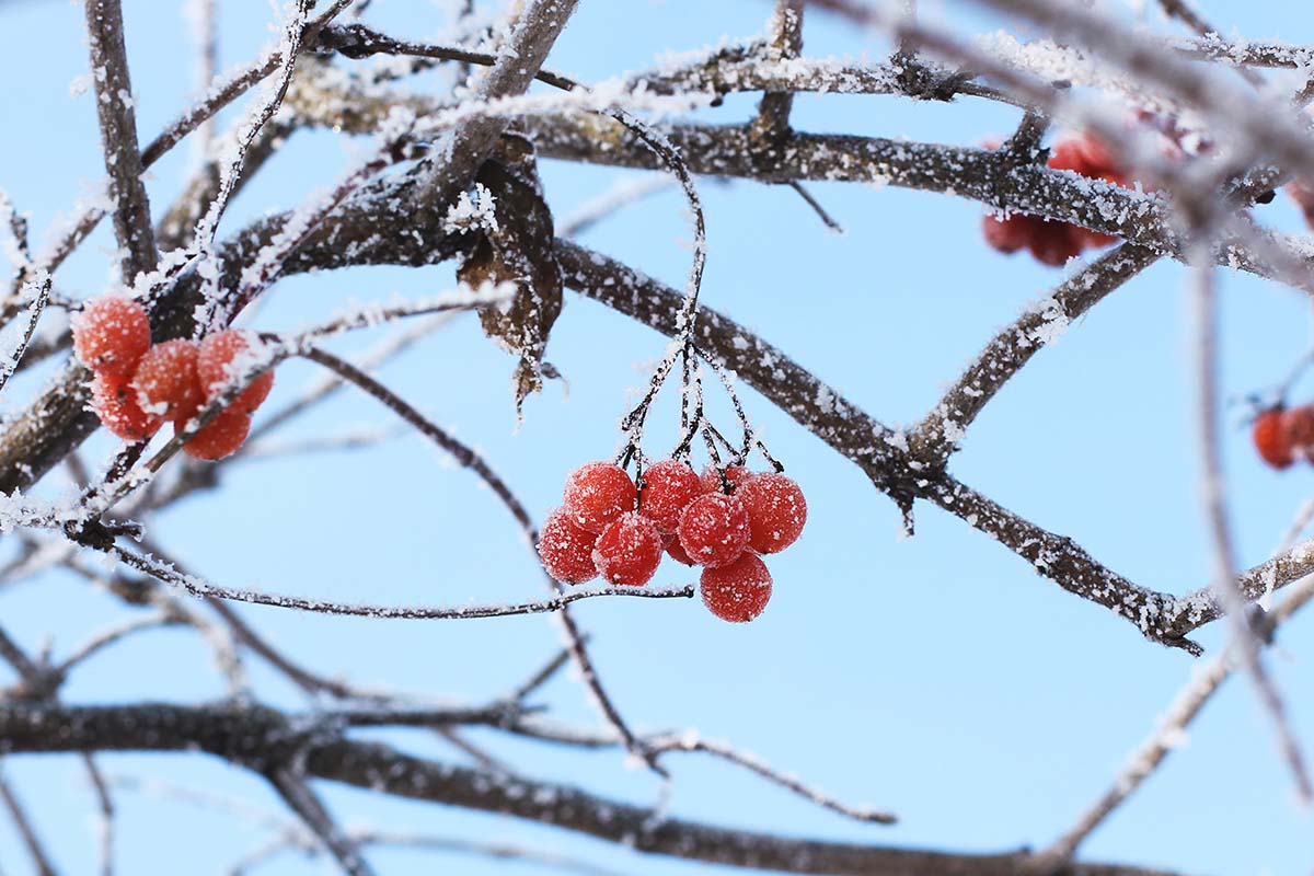 A close up horizontal image of the red fruits of Viburnum trilobum growing in the winter with a light dusting of frost pictured on a blue sky background.