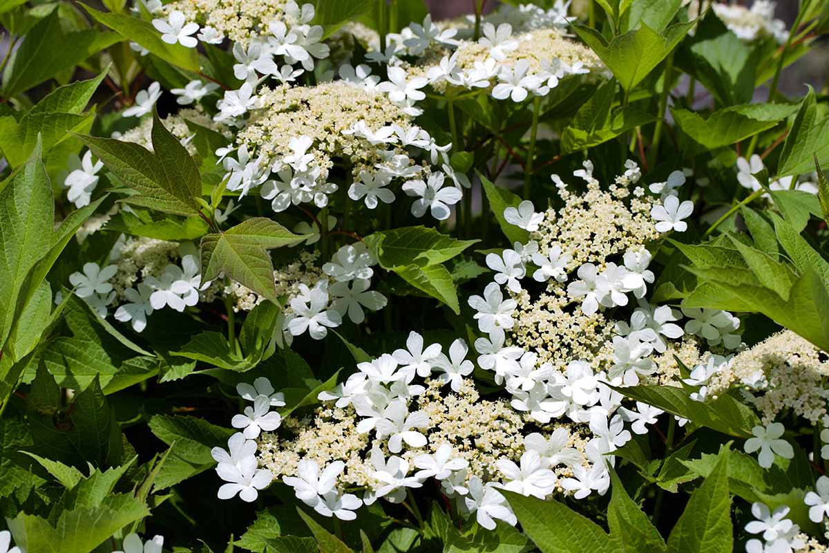A close up horizontal image of white viburnum flowers growing in the garden.