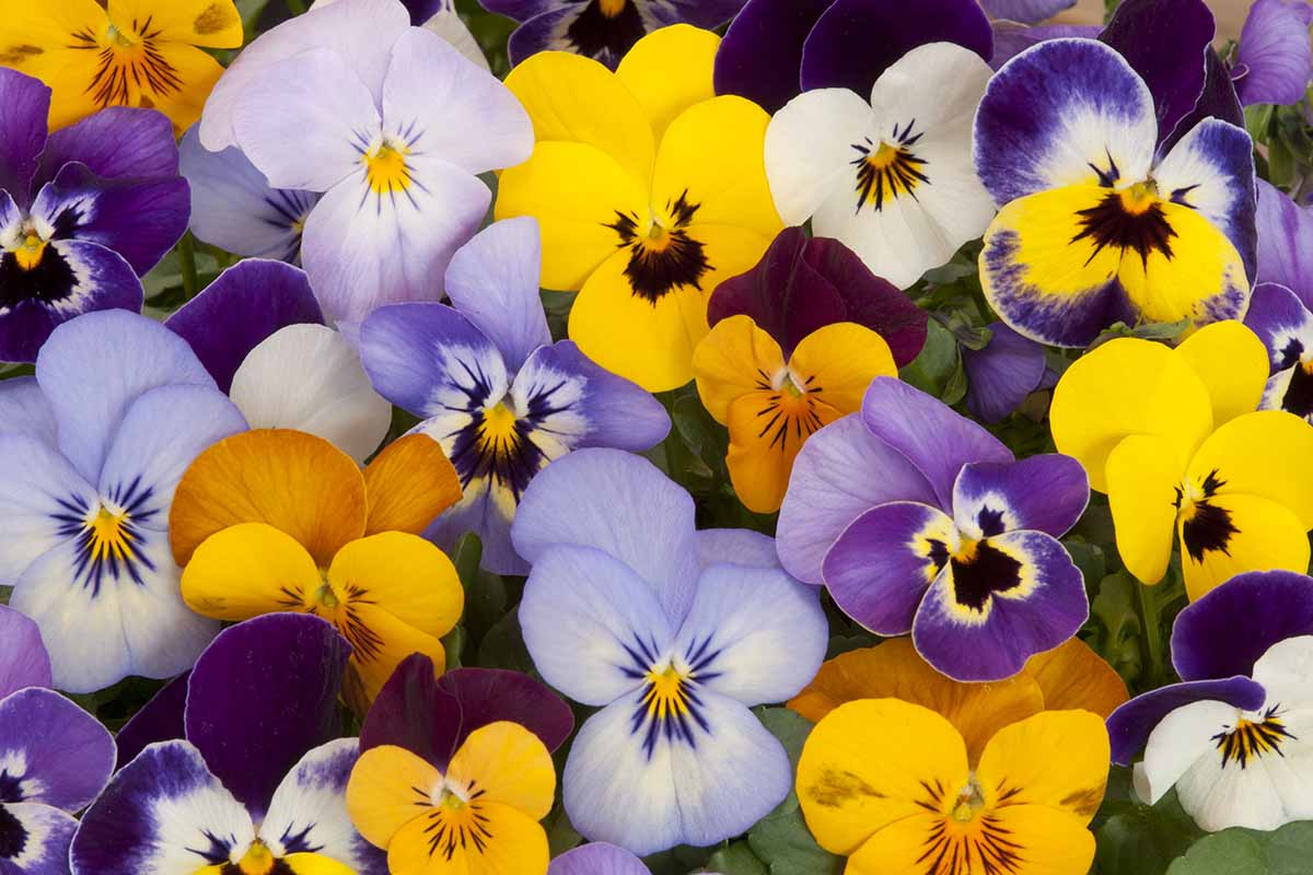 A close up horizontal image of bright pansy flowers growing in a container.