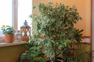 A close up horizontal image of a large weeping fig growing in the corner of a room.