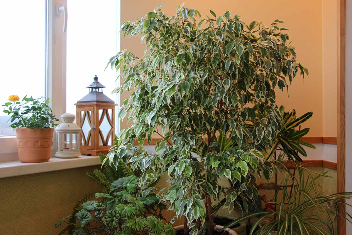 A close up horizontal image of a variegated weeping fig (Ficus benjamina) growing indoors.