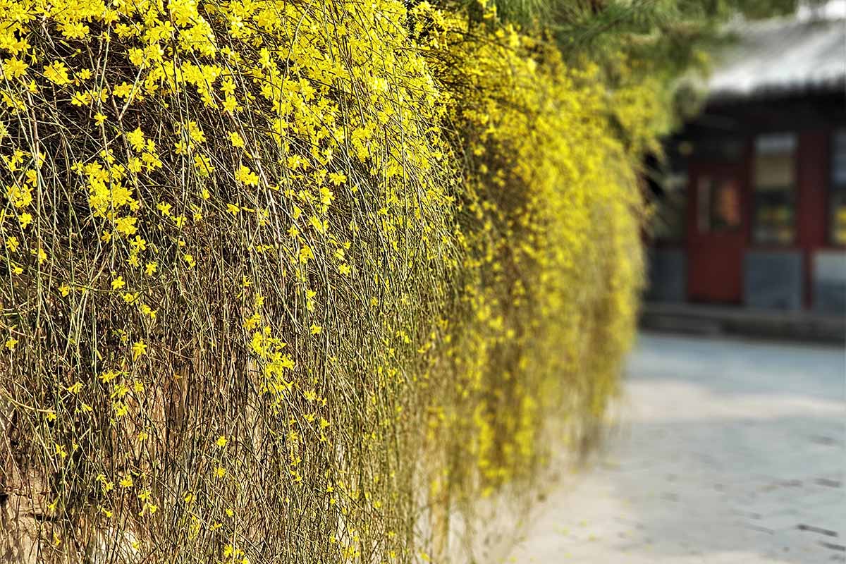 A close up horizontal image of Jasminum nudiflorum growing over a stone wall on the side of a pathway with a residence in soft focus in the background.