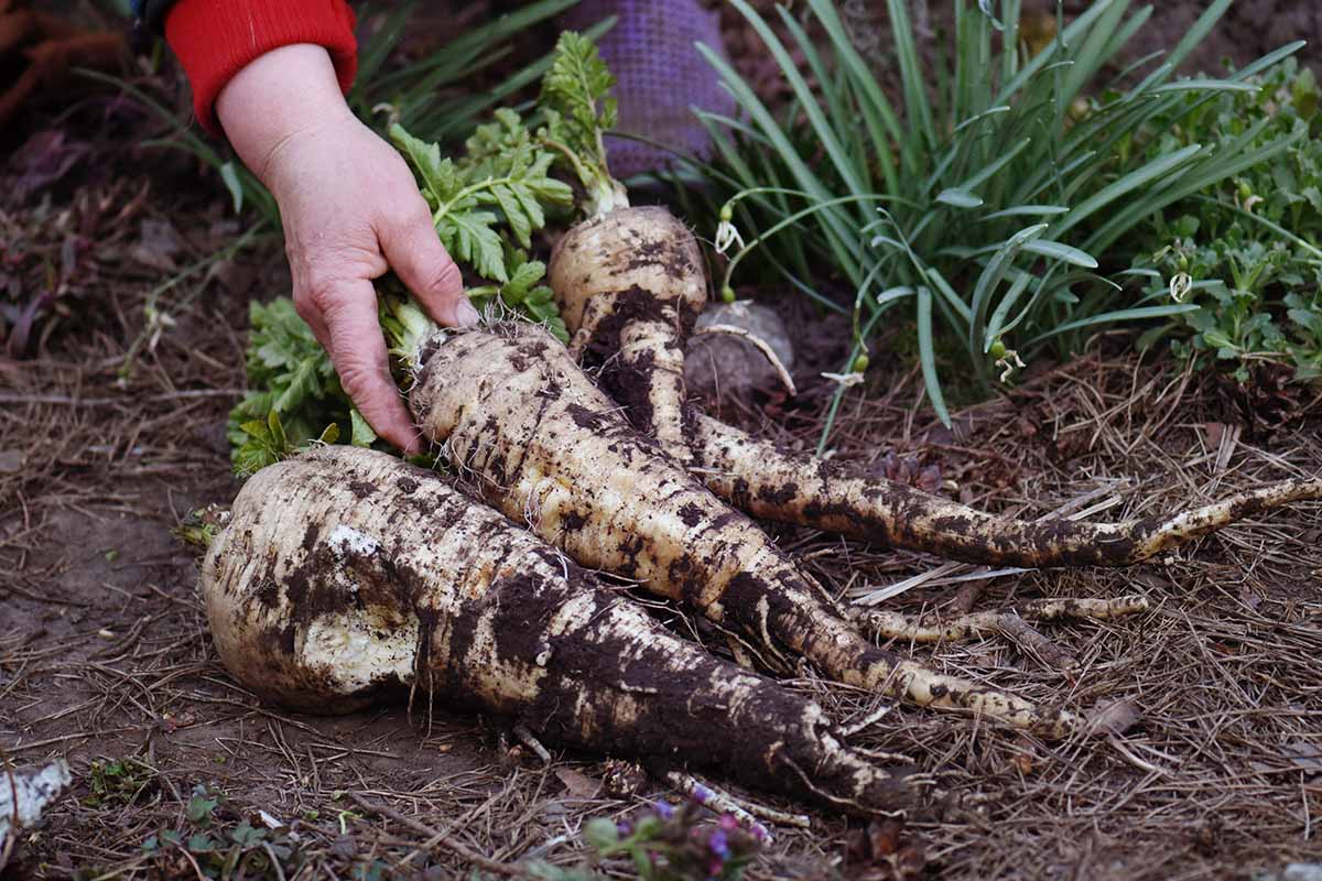 A close up horizontal image of freshly harvested parsnips set on the ground.