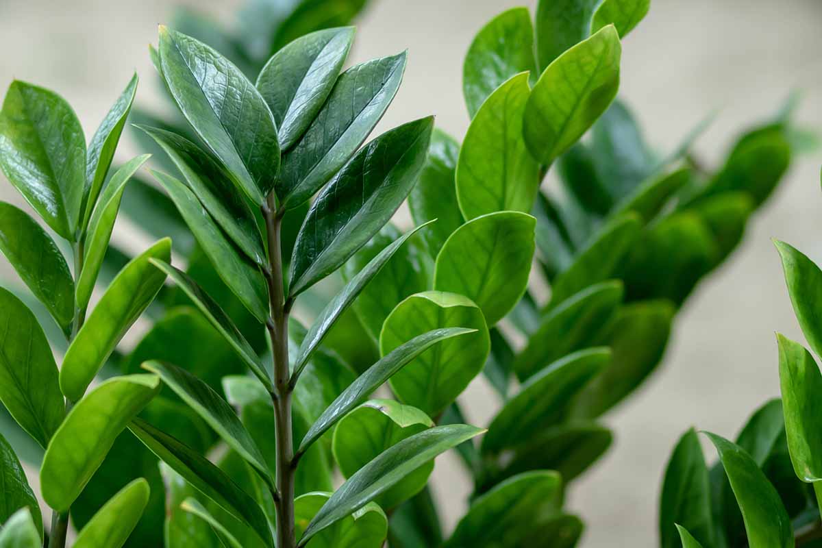 A close up horizontal image of the foliage of a ZZ plant growing indoors.