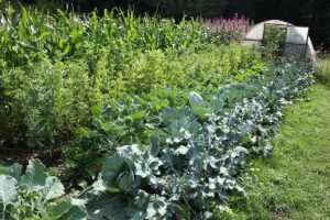 A horizontal image of a survival garden planted with rows of veggies.